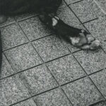 Cave Canem